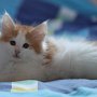 Gisèle, 9 weeks