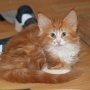 Gipsy Mitzy, 9 weeks