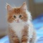 Gipsy Mitzy, 9 weeks