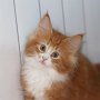 Gipsy Mitzy, 9 weeks