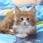 Gipsy Mitzy, 9 weeks