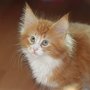 Gipsy Mitzy, 9 weeks