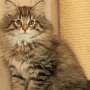 Gericault, 11 weeks