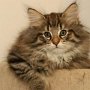 Gericault, 11 weeks