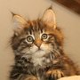 Greco, 11 weeks