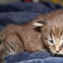 Galizia, 3 weeks