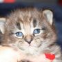 Galizia, 3 weeks