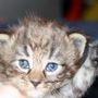 Gambara, 3 weeks