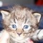 Gambara, 3 weeks