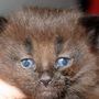 Giacometti, 3 weeks