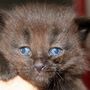 Giacometti, 3 weeks