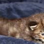 Greco, 3 weeks