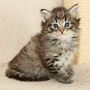 Gericault, 5 weeks