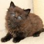 Giacometti, 5 weeks