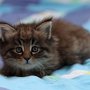 Galizia, 6 weeks