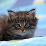 Galizia, 6 weeks