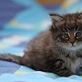 Galizia, 6 weeks