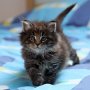 Gambara, 6 weeks
