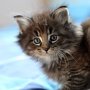Gambara, 6 weeks