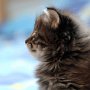 Gambara, 6 weeks