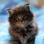 Gambara, 6 weeks