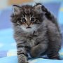 Gericault, 6 weeks