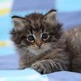 Gericault, 6 weeks