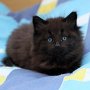 Giacometti, 6 weeks