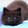 Giacometti, 6 weeks
