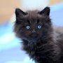 Giacometti, 6 weeks