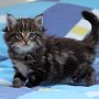 Greco, 6 weeks