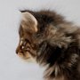 Greco, 6 weeks