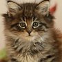 Galizia, 7.5 weeks