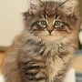 Galizia, 7.5 weeks