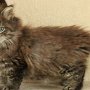 Gambara, 7.5 weeks