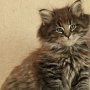 Gambara, 7.5 weeks
