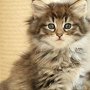 Gericault, 7.5 weeks