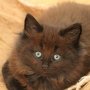Giacometti, 7.5 weeks