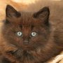 Giacometti, 7.5 weeks
