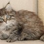 Galizia, 9 weeks