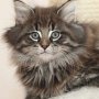 Gambara, 9 weeks