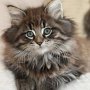 Gambara, 9 weeks