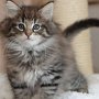 Gericault, 9 weeks