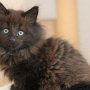 Giacometti, 9 weeks