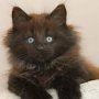 Giacometti, 7.5 weeks