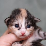 Vanir, 10 days