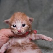 Vigo Boffin, 10 days