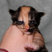 Vilya, 10 days