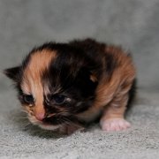 Vilya, 10 days