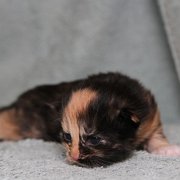 Vilya, 10 days